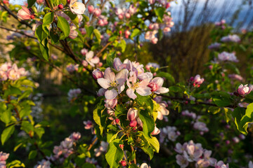 The apple tree blooms with white and pink flowers in the rays of the setting sun