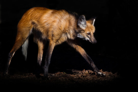 a maned wolf looking like a beast from hell, red hair and long legs in the night, black
