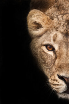 hungry lioness, half of the portrait, cut off. lioness on a black background. Muzzle of a severe lioness