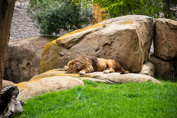 sleeping tiger in the zoo