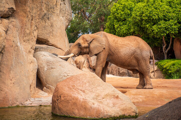 Obraz premium elephant in the zoo