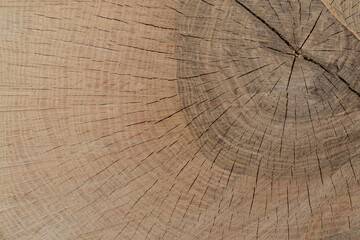 Texture of a cut stump with cracks