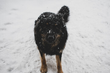 Naklejka premium Dog in snow