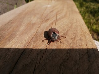 bug on wood