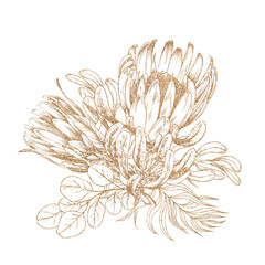 Floral protea and eucalyptus arrangement. Gold graphic illustration on white background. - 435915231
