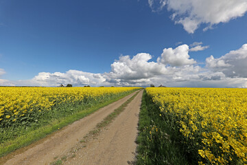 Spring landscape with blooming rapeseed fields on a sunny day