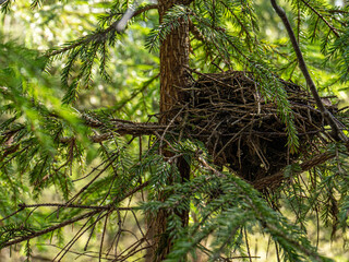 Birds nest of branches in the forest on a tree. Raven's nest in the forest