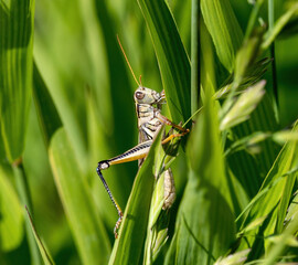 Closeup of a large Grasshopper of the Two-Striped variety in the middle of leafy green vegetation.