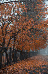 mystical fog autumn park trees yellowed foliage