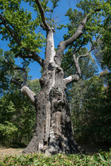 Fototapeta na wymiar Ancient millennial oak tree in a forest clearing