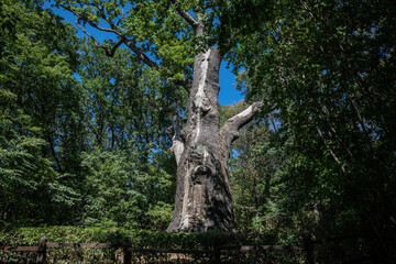 Ancient millennial oak tree in a forest clearing