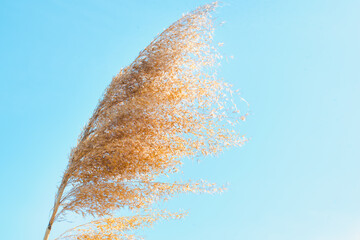 reeds against the sky, ear of reeds 