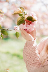 female hand touching sakura blossom