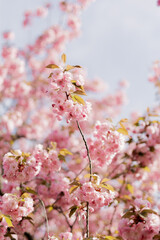 pink sakura tree blooms in spring