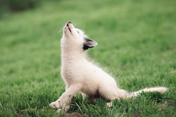 Obraz premium small black white fox cub sits and waits for food in the green grass with its back and teeth