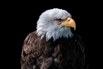 Portrait of an American male Bald Eagle isolated on black background
