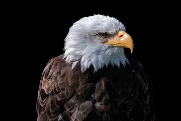 Foto op Plexiglas Portrait of an American male Bald Eagle isolated on black background © britaseifert
