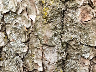 bark of old tree