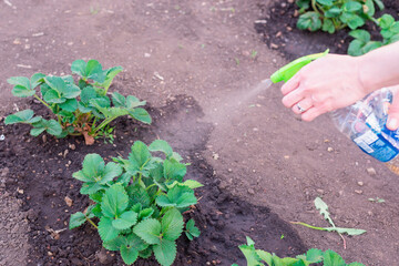 Processing and spraying strawberry leaves.