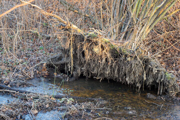 Upturned hazel tree with water under the roots.