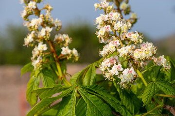 Close up of blossom on a horse chestnut (aesculus hippocastanum) tree