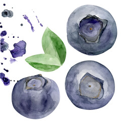 Blueberries and leaves with splashes watercolor illustration. Tasty and organic blueberry. Hand drawn fresh ripe dark blue berry in vector format. Blackberry healthy super food.