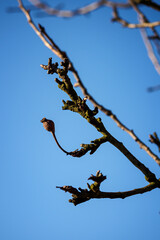 Withered old unripe pear on the tree.