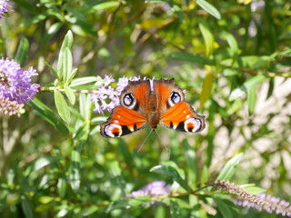 butterfly on flower