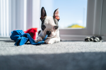 Boston Terrier puppy dog with a distinctive shape of ears lying on the floor in the sunshine from a window holding a soft toy