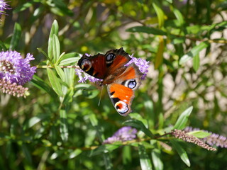Peacock butterfly