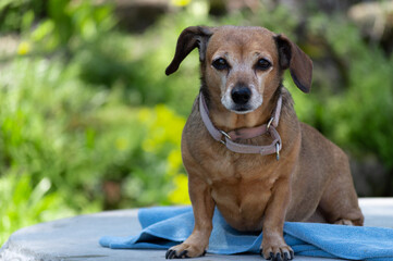 Dachshund Dog Sitting On A Blanket Outside