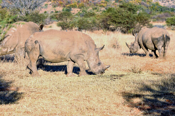 White Rhino in the South African sun.