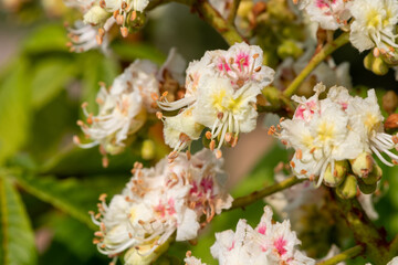 Macro shot of horse chestnut (aesculus hippocastanum) blossom