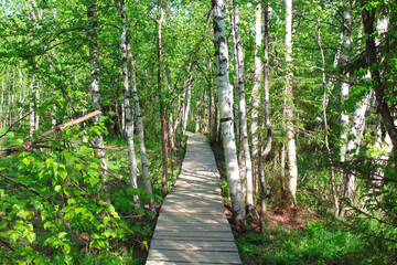 Obraz premium A path made of wooden planks in the forest. Hiking. Close-up. Background. Scenery.