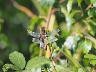 Wide bodied chaser