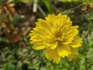 yellow flower in the garden
