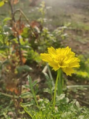 yellow flower