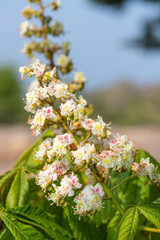 Close up of blossom on a horse chestnut (aesculus hippocastanum) tree