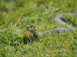 Grass Snake