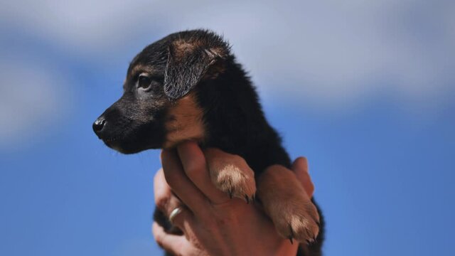 The puppy is raised in the arms of the girl against the background of the blue sky.