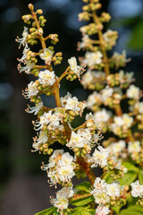 Close up of blossom on a horse chestnut (aesculus hippocastanum) tree