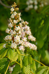 Close up of blossom on a horse chestnut (aesculus hippocastanum) tree