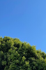 green tree and clear blue sky