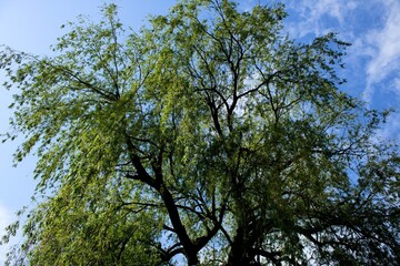 The Great Willow Tree