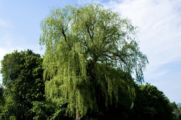 Fototapeta premium The Great Willow Tree