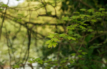 Branch of green leaves in background of green forest. 