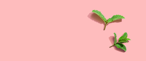 Fresh mint leaves overhead view