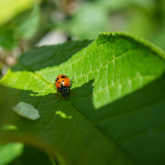 Red ladybug on a leaf of a tree.