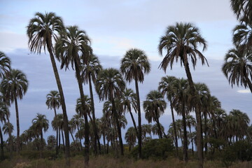 parque nacional el palmar argentina