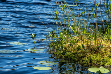 grass in the water